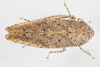 Live specimen: !! display not done !! on Paraphlepsius (Gamarex) rileyi (Baker, 1898): Paraphlepsius rileyi (Baker, 1898), male. Chattanooga, Hamilton Co., Tennessee, USA; July 7, 2021, at light. (Observation).