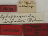 CollectionObject 1534976; fd2f53a9-d275-43dd-b680-4ee0d4295371: labels (lectotype). (CollectionObject).