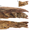 CollectionObject 1593792; 7dc591f0-1d50-4459-b9b0-ee062b1b2860: copyright RBINS. female, end of abdomen (paratype). (CollectionObject).