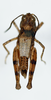 CollectionObject 1528783; 09869aa4-1c54-4719-92b8-fd66145fbacf: male, dorsal view (holotype). (CollectionObject).