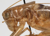 CollectionObject 1527102; 814e9713-87ad-4e5a-bb98-703880735bde: male pronotum, lateral view (holotype). (CollectionObject).