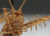 CollectionObject 1476060; 24d09a36-2f7f-45f2-861e-b040af05ccfa: male, frontal view (holotype). (CollectionObject).