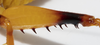 CollectionObject 1591836; bbe9770f-f5d7-4665-abef-072b32575207: male, hind femur. (CollectionObject).