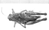 CollectionObject 1525556; d0ebbcf5-7474-44c5-9d19-e988ac2e1252: female, dorsal view (lectoallotype of Rhachicreagra pallipes). (CollectionObject).