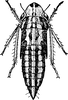 Nymph: (Observation).