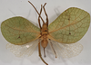 CollectionObject 1534529; 4e083f46-6822-4730-acca-dc3d4a0a1dfd: female, dorsal view (syntype of Roxelana rufipes). (CollectionObject).