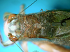CollectionObject 1501765; 26145a67-7ba7-49dd-99e5-da8529691450: female head and pronotum dorsal view (paralectotype). (CollectionObject).