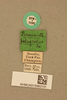 CollectionObject 1476829; 37734008-3822-4e15-bbcb-0199efa72ad0, NHMUK015982151: labels (syntype). (CollectionObject).