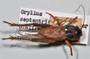 Gryllus (Gryllus) assimilis assimilis (Fabricius, 1775): copyright Natural History Museum, London. male, dorsal view (syntype of Gryllus septentrionalis). (Otu).