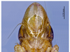 Head on Concaveplana spinata Chen & Li, 1998: (Observation).