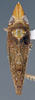 Habitus, dorsal view: !! display not done !! on Scaphytopius n. sp. PE35: Scaphytopius Ball, 1931: (Observation).