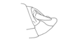 Seabracris cincta cincta (Saussure, 1859): Fig. 207. male abdomen tip, lateral view. (Otu).