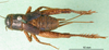 CollectionObject 1500761; d26817d4-b6f3-44ec-b809-e0af21d7954c: female, dorsal view (holotyoe). (CollectionObject).