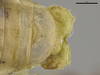 CollectionObject 2242678; f52a3c2e-92a0-49fc-930f-3f93e1447aa3: Male, postabdomen, dorsal view. (CollectionObject).