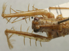CollectionObject 1535207; b48c002c-6524-4fe9-a695-c76e009b76d3: female pronotum, dorsal view (lectotype). (CollectionObject).
