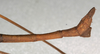 CollectionObject 1559482; NMW 499, d9659f10-b744-4cca-b087-abfa1491f2af: copyright NMW, Vienna. male: end of abdomen, lateral view of synonym Lonchodes infrequens (lectotype). (CollectionObject).