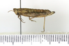 CollectionObject 1528463; f83f6001-d2ad-4ce2-986f-ccb04015aa08: female, lateral view (holotype). (CollectionObject).