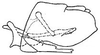 Pygofer, lateral view on Flexamia sandersi (Osborn, 1907): genital capsule, laterally. (Observation).