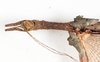 CollectionObject 1559087; NMW 216, 1d2ad33e-903b-4178-9a0a-f130a5b84d6b: copyright NMW, Vienna. female: head & thorax, dorsal view (syntype). (CollectionObject).