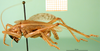 CollectionObject 1500201; 86c609ca-9618-4b04-8594-3debec7149b4: male, lateral view (holotype of Gryllacris personata möschi). (CollectionObject).