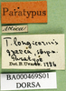 CollectionObject 1502866; 73bb31b7-0de3-45ad-bd3b-637256c15fa0: labels (paratype). (CollectionObject).