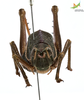 CollectionObject 1861871; b7344213-8c33-41f2-86ff-1cf135db24ea, Unioeste Cascavel K-0466: Female. Frontal view. (CollectionObject).