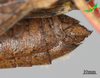 CollectionObject 2245790; Unioeste Cascavel K-0938, 3dbf2d79-42d6-4b8a-a344-9fa312596304: Female, terminalia in lateral view. (CollectionObject).