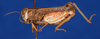 CollectionObject 1582279; ef6fc225-f244-4cc3-a434-e66a6e56e07c: female, lateral view (syntype of Caloptenopsis crassiusculus). (CollectionObject).