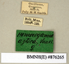 CollectionObject 1573153; acee7ce7-4b66-425d-a9f9-26bef69505f4: Copyright Natural History Museum, London. Labels from non-type (adult female) in BM(NH). (CollectionObject).