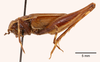 CollectionObject 1523730; 931255aa-f604-41a0-b50c-d18b3b77de3c: male, lateral view (holotype. (CollectionObject).