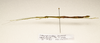 CollectionObject 1595876; 7e2b8d15-0e74-4831-8812-6ab403a08d0e: copyright LKCNH Singapore. female, lateral view (holotype). (CollectionObject).