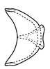 Connective on Coarctana oricula Domahovski & Cavichioli, 2023: Male holotype [DZUP]: connective, dorsal view. (Observation).