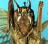 CollectionObject 1578134; 96177bd7-43db-491e-9c10-d9f1491eee82: female, frontal view. (CollectionObject).