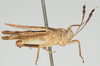 CollectionObject 1580297; 02eb1dbe-491b-464a-8792-95d40267feed: female, lateral view (paratype of Phaestus sumatrensis). (CollectionObject).