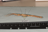 CollectionObject 1586090; QIMR QM T244739-T244740, 175ff28a-d506-43cf-aad5-07437cba24d4: copyright QM, Brisbane. female, lateral view (paratype). (CollectionObject).