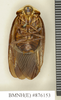 CollectionObject 1573043; 8bb9949a-fd61-4064-8e1f-4c3bdc434396: Copyright Natural History Museum, London. Non-type (adult male) in BM(NH). Ventral view. (CollectionObject).