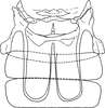 Abdomen, sternal apodemes, ventral view: !! display not done !! on Eurhadina (Eurhadina) loewii (Then, 1886): Abdomen, sternal apodemes, ventral view. (Observation).