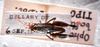 CollectionObject 1535901; d1d2cac2-77a9-4d9e-b13f-b759e2f0f3fe, MNCN3235118: male, dorsal view (syntype). (CollectionObject).