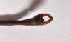 CollectionObject 1558076; d22f82d3-4d2f-47f8-8389-af10b2f28fca: copyright ZMHB, Berlin. male: end of abdomen, dorsal view (holotype). (CollectionObject).