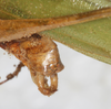CollectionObject 1475836; NMW 16638, 912b7a10-312d-406a-96a3-a66d1f2c1826: male abdomen tip, dorso-lateral view (holotype). (CollectionObject).