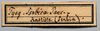 CollectionObject 1580364; 8f631a81-7dac-4e61-a573-2ee7c4103f18: labels (syntype). (CollectionObject).
