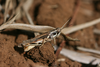 FieldOccurrence 101; dac9a55f-fc22-45f8-ac87-de09a72bdd35; Gomberi Estate Cof, 2013/12/??: male. (FieldOccurrence).