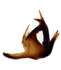 Aedeagus, lateral view: Aedeagus in lateral aspect.<br>U.S.A., New Mexico, McKinley Co., 1.5 mi SE McGaffey, INHS.<br> Photo: S. Krishnankutty. (Observation).