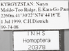 Other: !! display not done !! on Bobacella corvina (Horváth, 1903): Labels. (Observation).