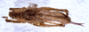CollectionObject 1532859; NMW 3226183, bdf04399-7111-4b32-b4a9-645444f86e6a: female, dorsal view. (CollectionObject).