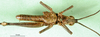 CollectionObject 1568774; a05c78c5-2b4d-4f72-baca-a9416187e0b3: male, ventral view (paratype). (CollectionObject).