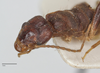 CollectionObject 2007172; 3f881aed-29d9-4272-aeea-af17cf7b3a36, CASTYPE CASTYPE15706: Austroblandex bituberculatus, holotype male, head view. Available at https://monarch.calacademy.org/collections/individual/index.php?occid=2509255&clid=0. (CollectionObject).