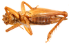 CollectionObject 1477623; ffbb23c7-dee5-4ea0-ba2b-6d9fe06574be, ANSP1116: Male, ventral view (holotype). (CollectionObject).