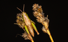 CollectionObject 2008376; b389b065-d674-4183-977b-6faad4fc60b2: green female alive, dorsal view. (CollectionObject).