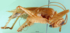 CollectionObject 1500183; 34d75122-9a50-41da-bf4f-6abf9f8b13d8, MfN 1145: male, lateral view (holotype). (CollectionObject).